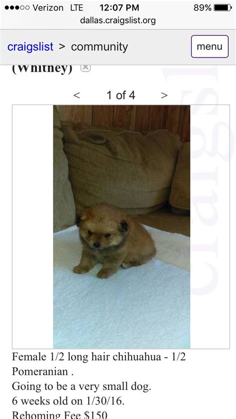 craigslist pets texas|craigslist dallas pets by owner.